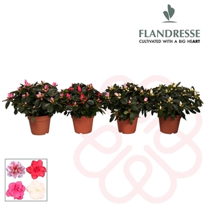 Azalea Flandresse® 'gemengd' 22 - 25 cm