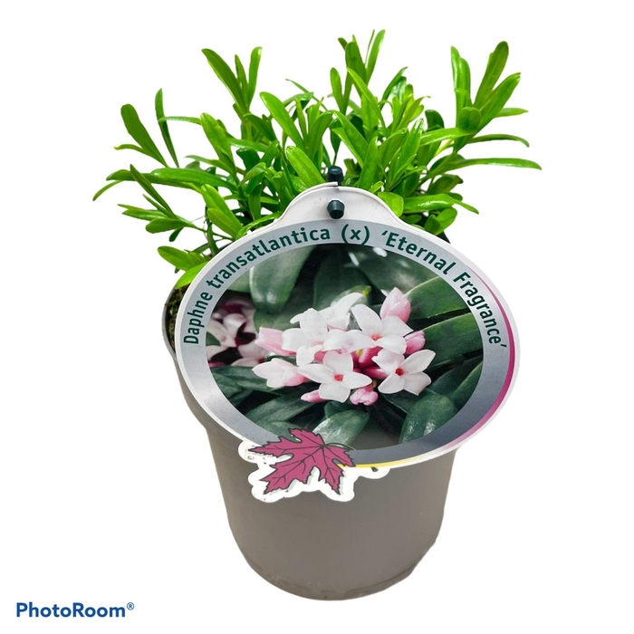 <h4>Daphne tr. Eternal Fragance P17</h4>