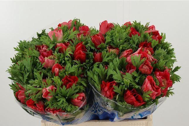 <h4>ANEM CO CARILL RED</h4>