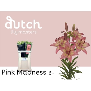 Li La Pink Madness 6+
