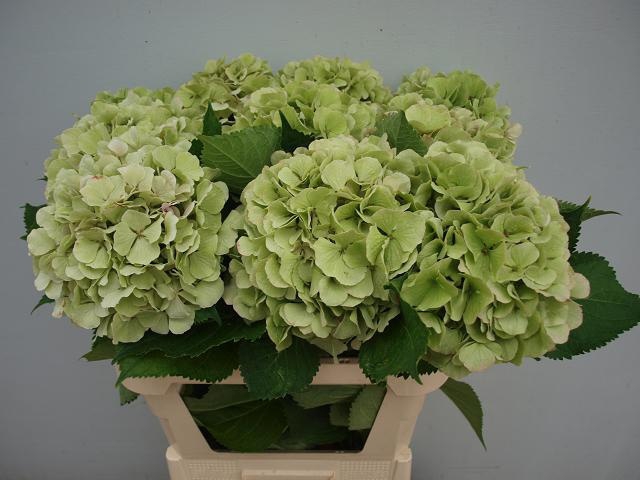<h4>HYDR M CH VERENA CL</h4>