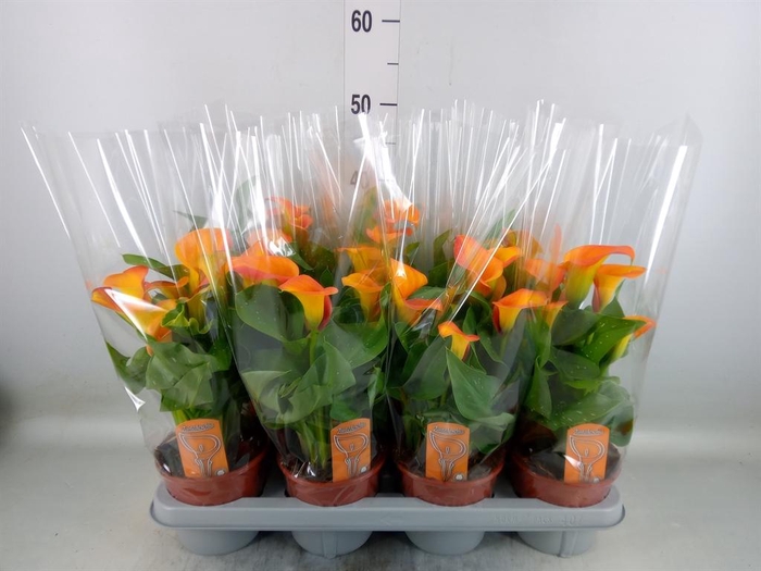 <h4>Zantedeschia   ...</h4>