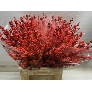 ILEX VE WINTER GOLD