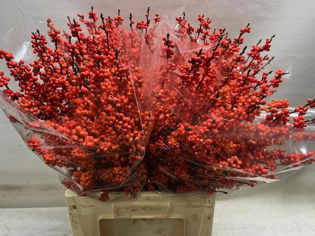 <h4>ILEX VE WINTER GOLD</h4>