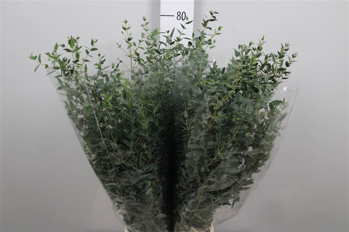 <h4>Euca Parvifolia Extra</h4>