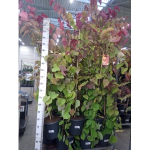 Cercis canadensis