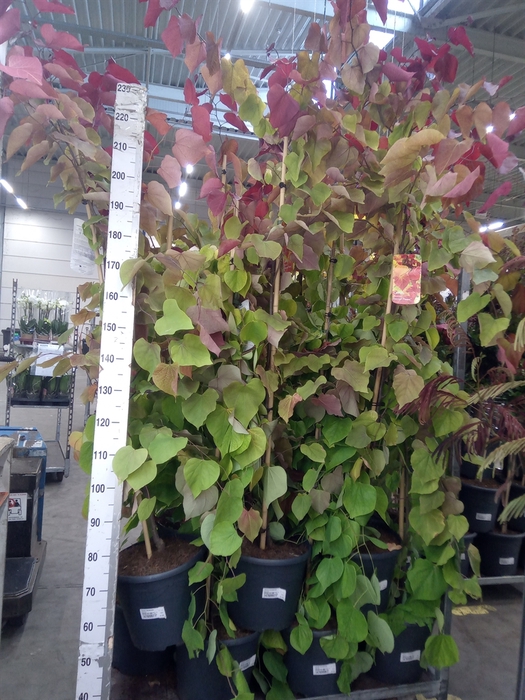 <h4>Cercis canadensis</h4>