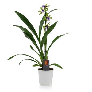 Inca Zygopetalum Impasto Green 9cm 1 spike