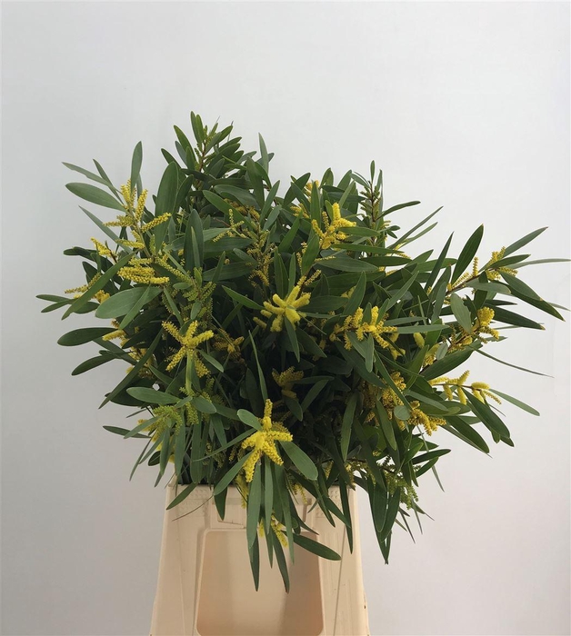 <h4>ACACIA LONGIFOGLIA</h4>