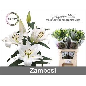 Li Ot Zambesi