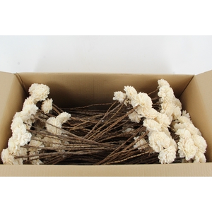 Stick Shola Dahlia Ø8 Natural