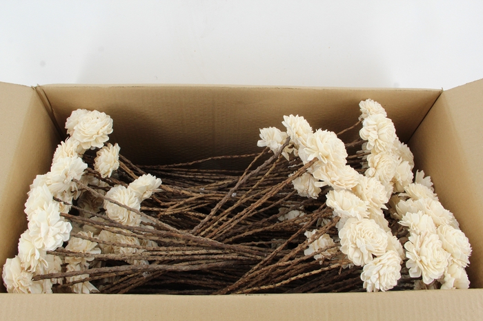 <h4>Stick Shola Dahlia Ø8 Natural</h4>