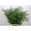 Ruscus Italia Long x5