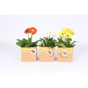 Gerbera 2+ bl gemengd 12cm in Paas tasje