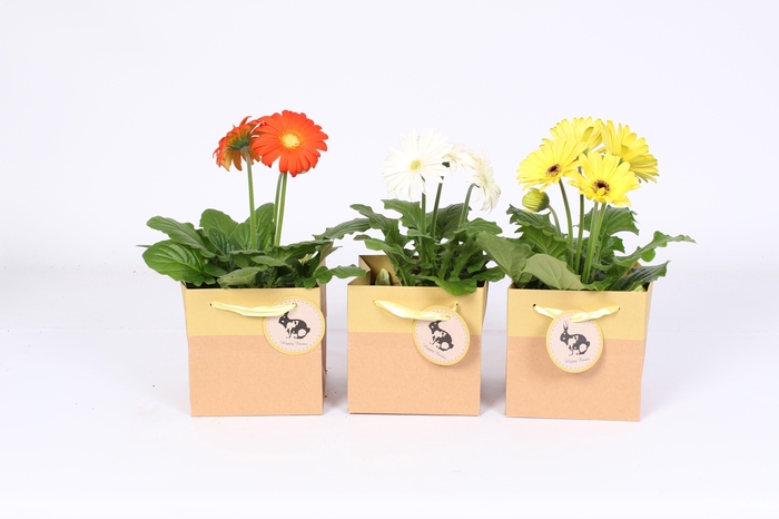 <h4>Gerbera 2+ bl gemengd 12cm in Paas tasje</h4>