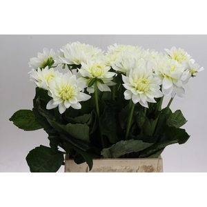 Dahlia Karma M. Zwaan