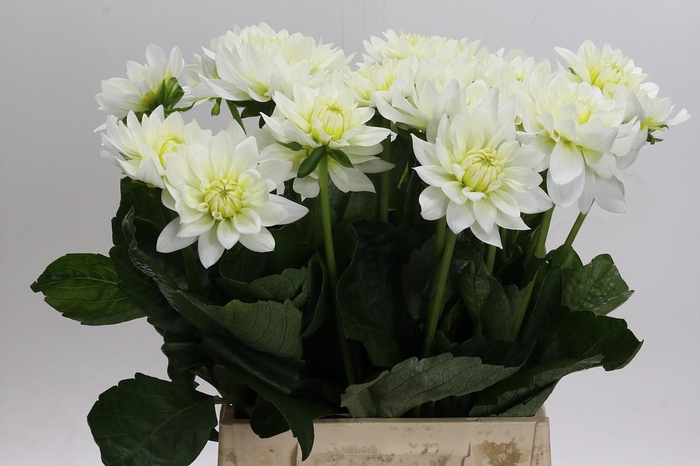 <h4>Dahlia Karma M. Zwaan</h4>