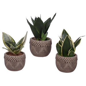 Sansevieria Compacta mix Ø09cm in Ø12cm Ceramic EV665