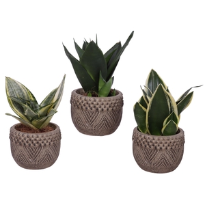 Sansevieria Compacta mix Ø09cm in Ø12cm Ceramic EV665