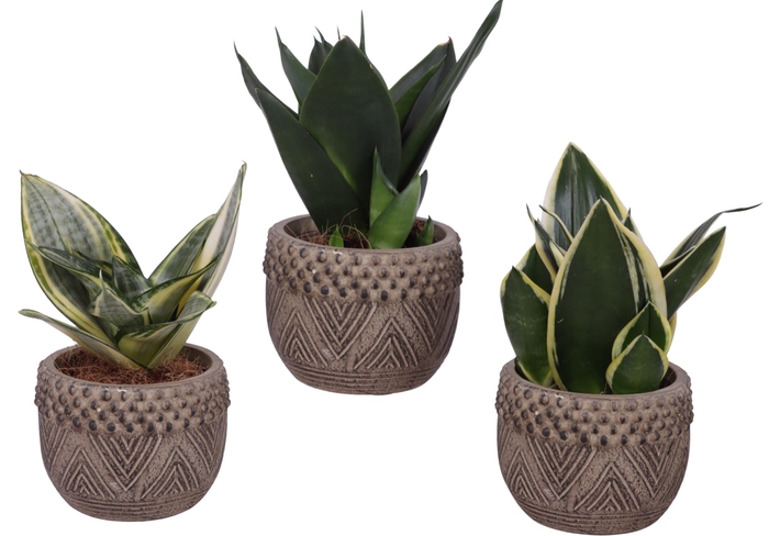 <h4>Sansevieria Compacta mix Ø09cm in Ø12cm Ceramic EV665</h4>