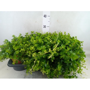 Peperomia rotundifolia