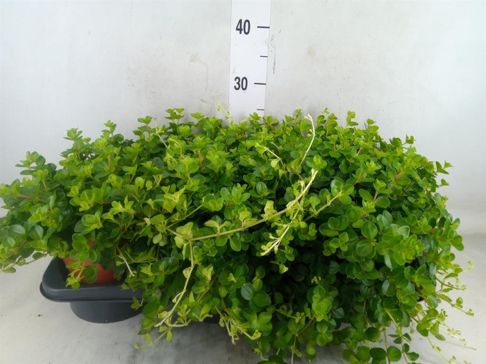 <h4>Peperomia rotundifolia</h4>
