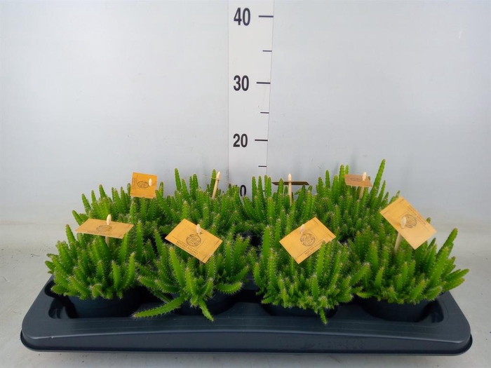 <h4>Hylocereus undatus</h4>