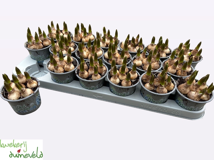 MUSCAR MOUNTAIN LADY