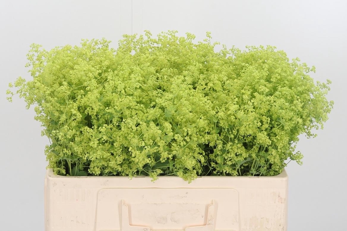 <h4>Alchimella Robusta</h4>