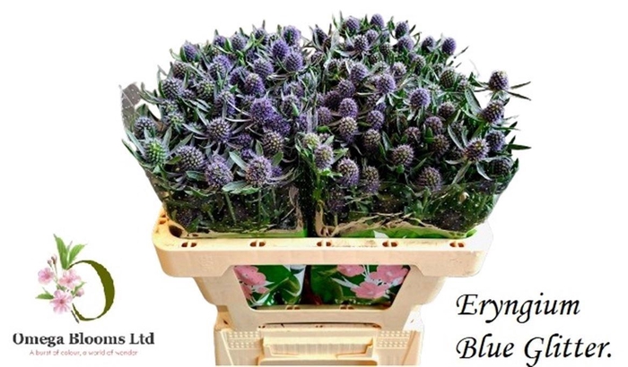 <h4>ERYN PL BLUE GLITT</h4>