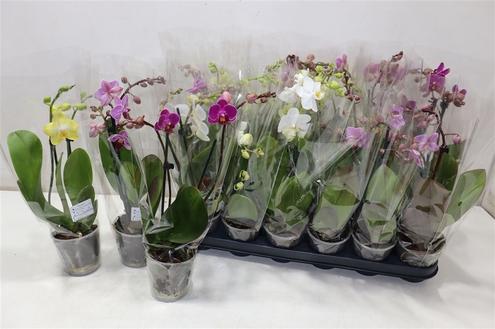 <h4>Phal Gem 4 Kl</h4>