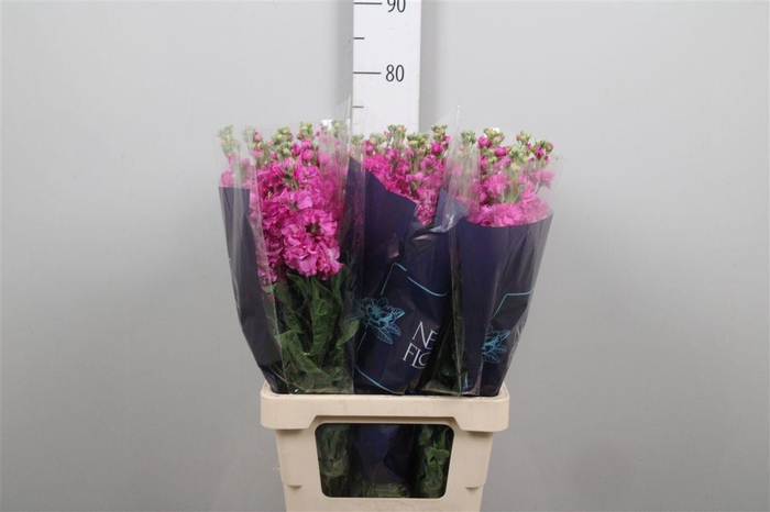 <h4>Matth Iron Pink</h4>