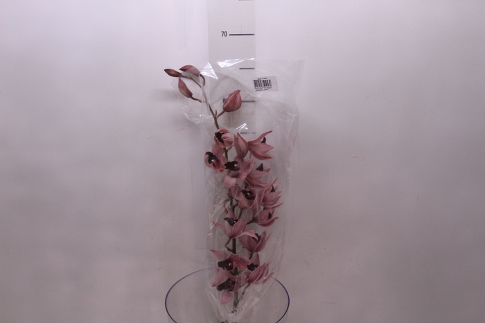 <h4>CYMBIDIUM VINHO</h4>