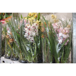 CYMBIDIUM 4+ HASTES P18 MIN 4 HA POR RECIPIENTE