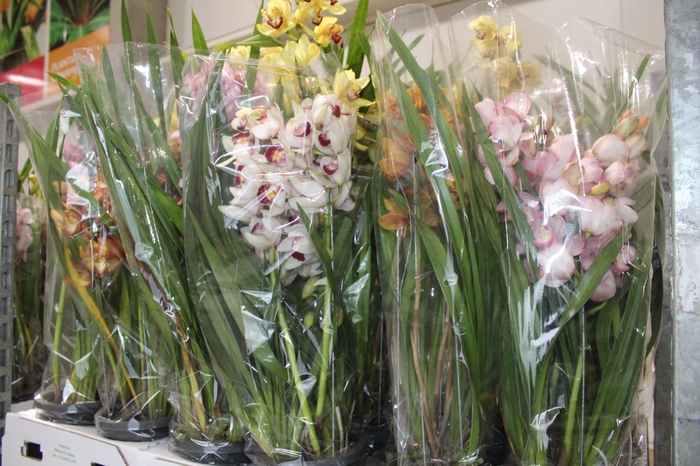 <h4>CYMBIDIUM 4+ HASTES P18 MIN 4 HA POR RECIPIENTE</h4>