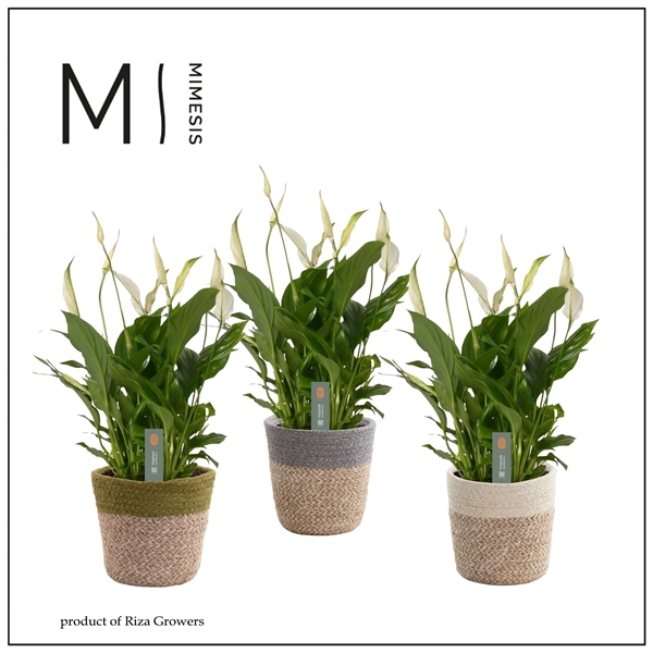 <h4>Mimesis Spathiphyllum Bellini -13 cm in Jelle mand - Nature Love</h4>