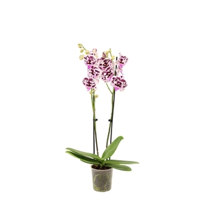 Phal Speechless Elegance 2T16+