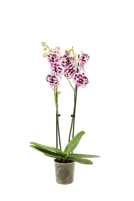 <h4>Phal Speechless Elegance 2T16+</h4>
