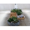 Arr.   Kamerplant Groen L%