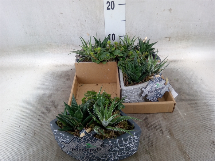 Arr.   Kamerplant Groen L%