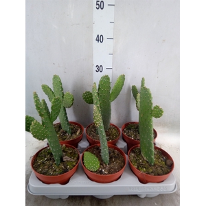 Opuntia