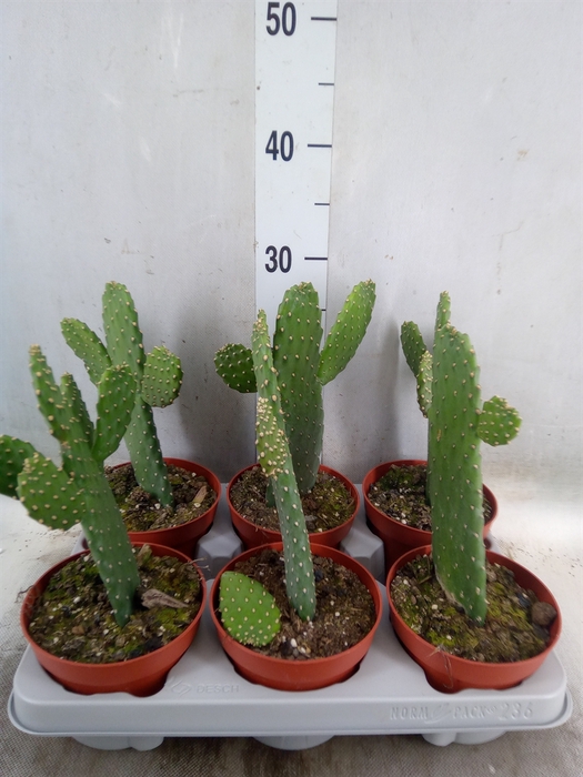 <h4>Opuntia</h4>