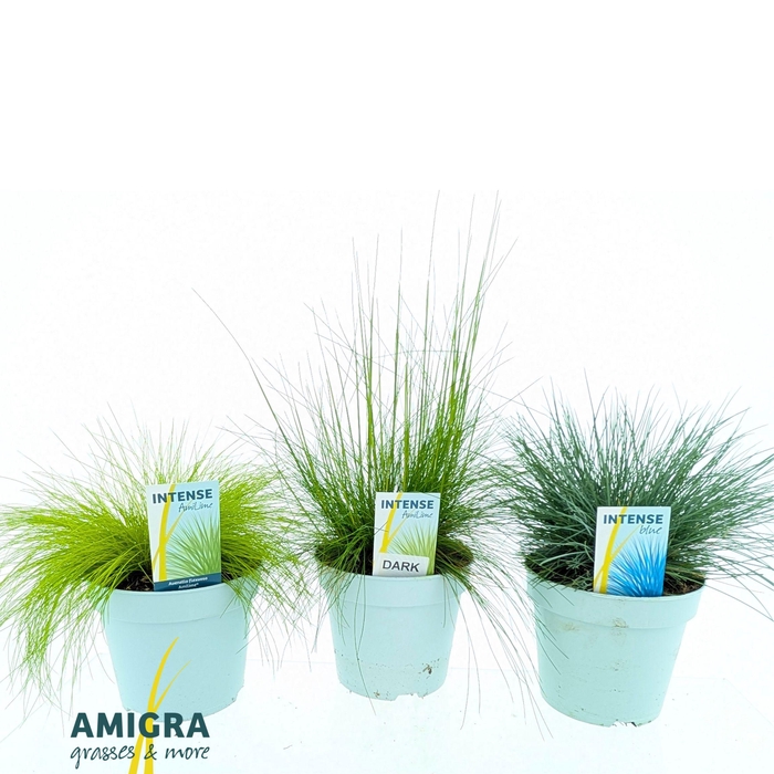 <h4>Ami Mix 17cm</h4>