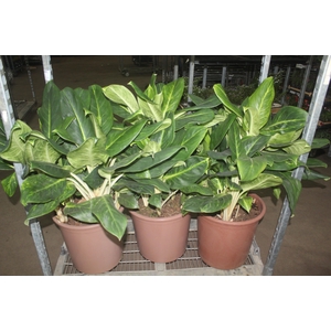 AGLAONEMA QUEEN P40