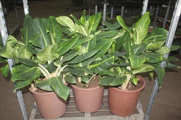 <h4>AGLAONEMA QUEEN P40</h4>