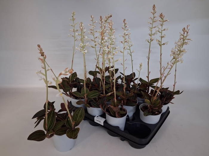 <h4>LUD DISCOLOR</h4>