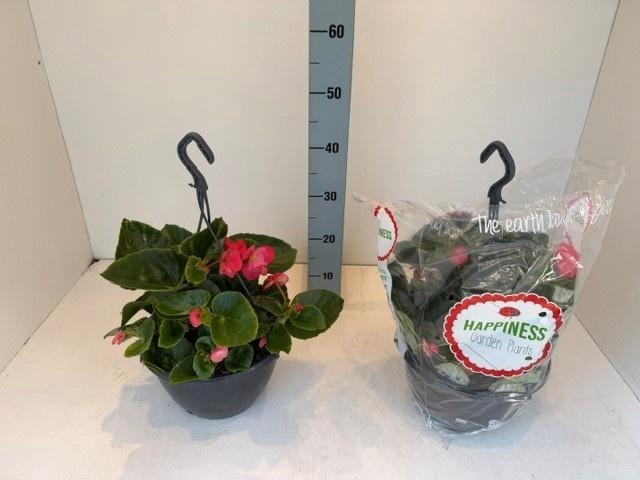 <h4>BEGO MWATT PINK GL</h4>