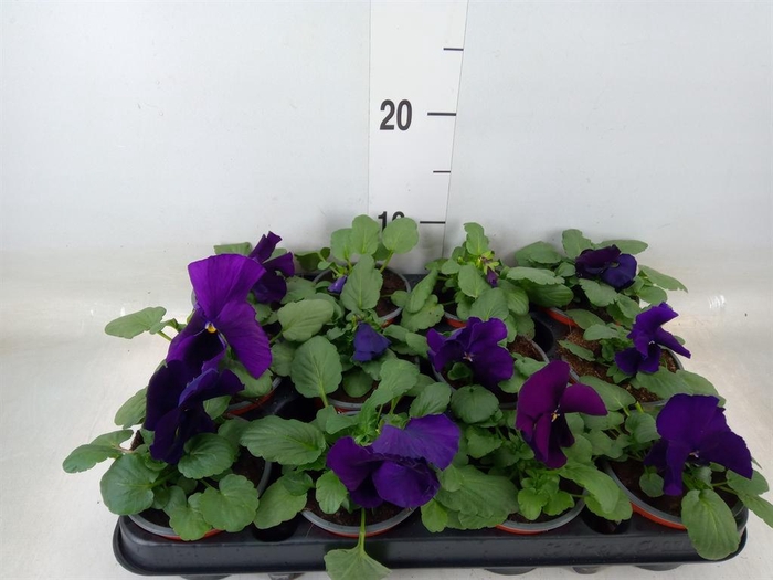 <h4>Viola wr. 'Alpha Purple White'</h4>