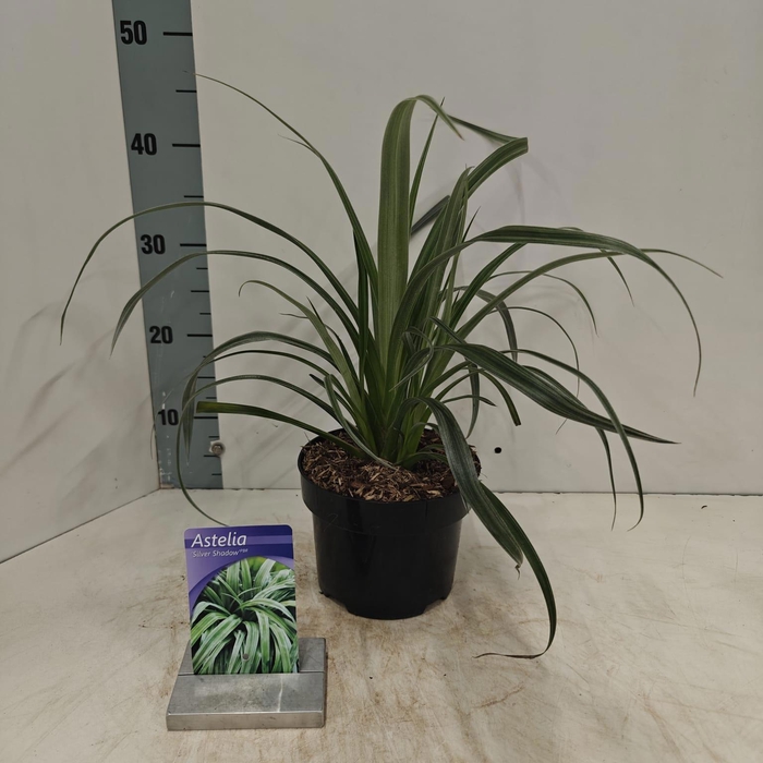 Astelia nervosa 'Silver Shadow'