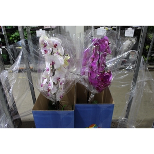PHALAENOPSIS P24 MAJORIS VARIADO